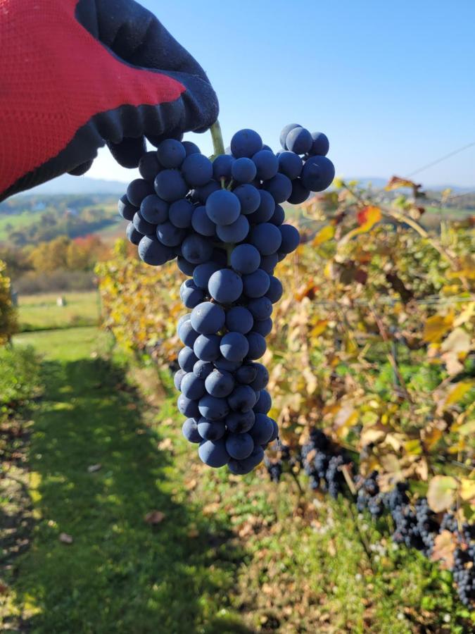 Fantastic View Vineyard Beskid Mountains Gruszow  Exteriér fotografie