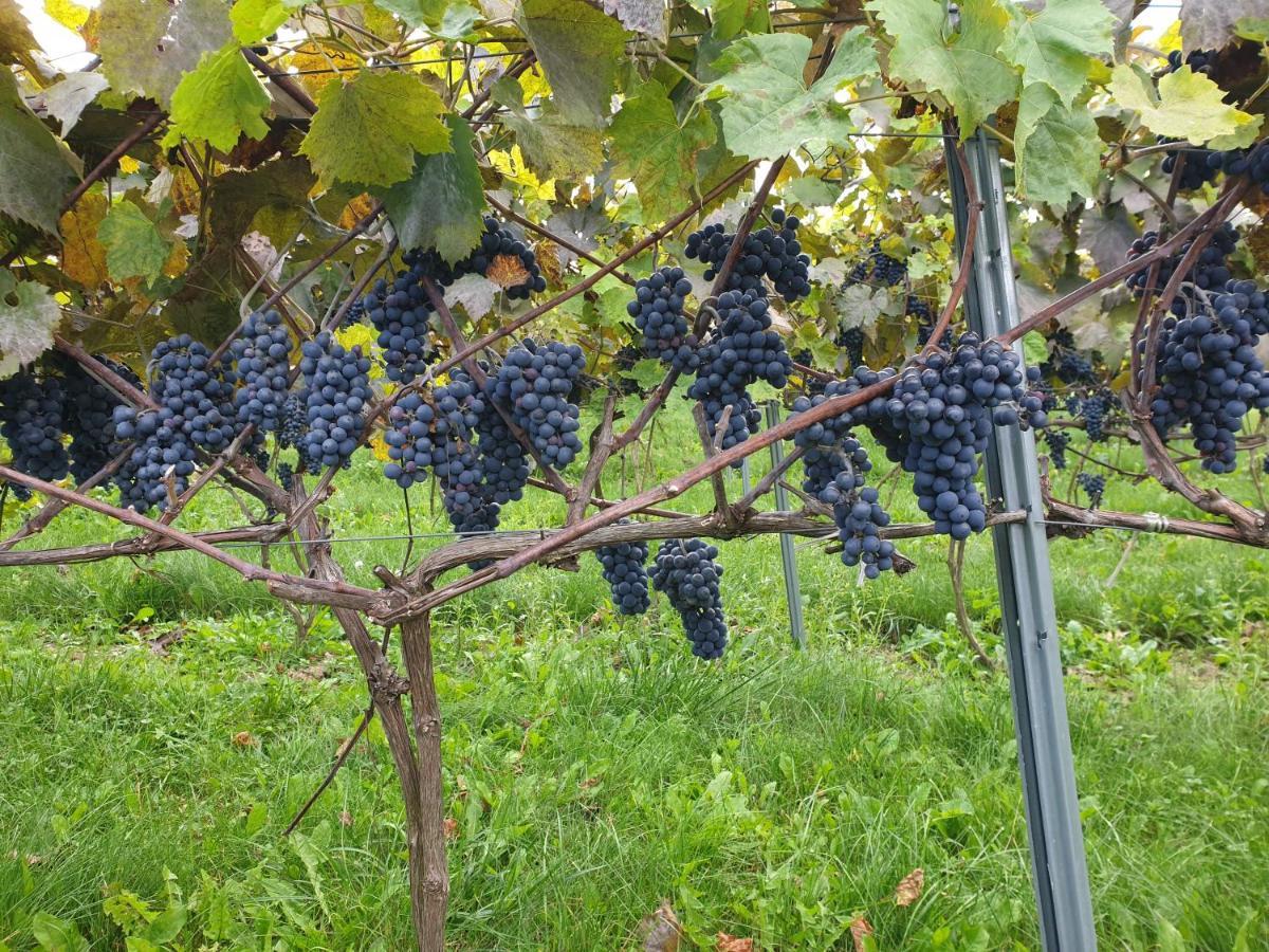 Fantastic View Vineyard Beskid Mountains Gruszow  Exteriér fotografie